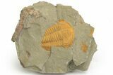 Cambrian Trilobite (Hamatolenus) - Pos/Neg Split #222420-1